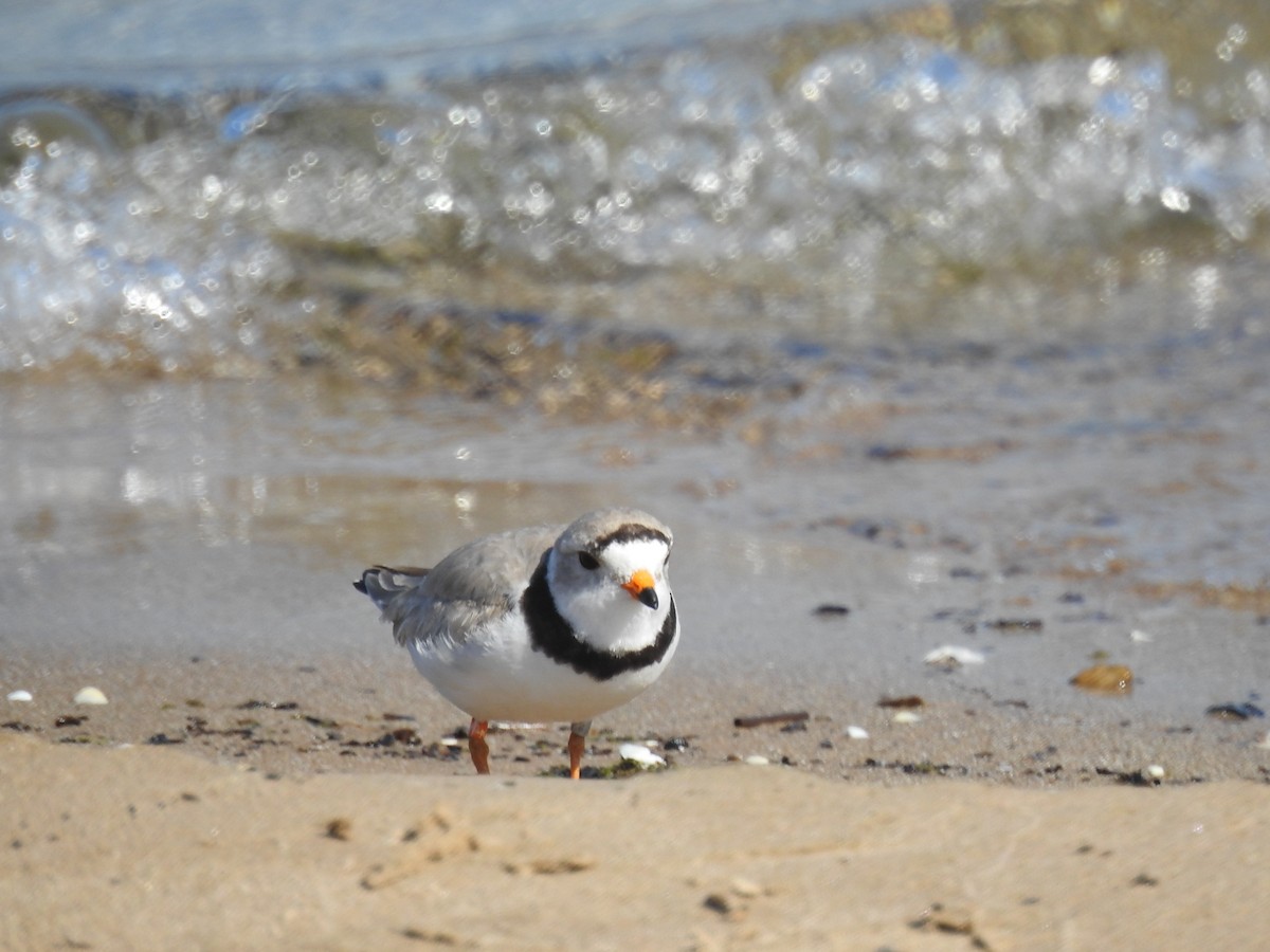 Piping Plover - ML638337048