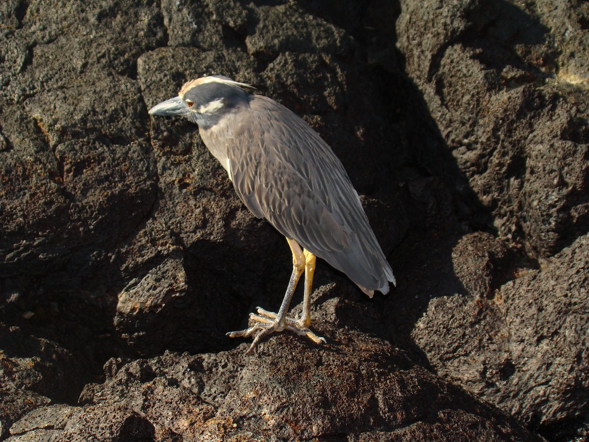 Yellow-crowned Night Heron (Galapagos) - ML638337053