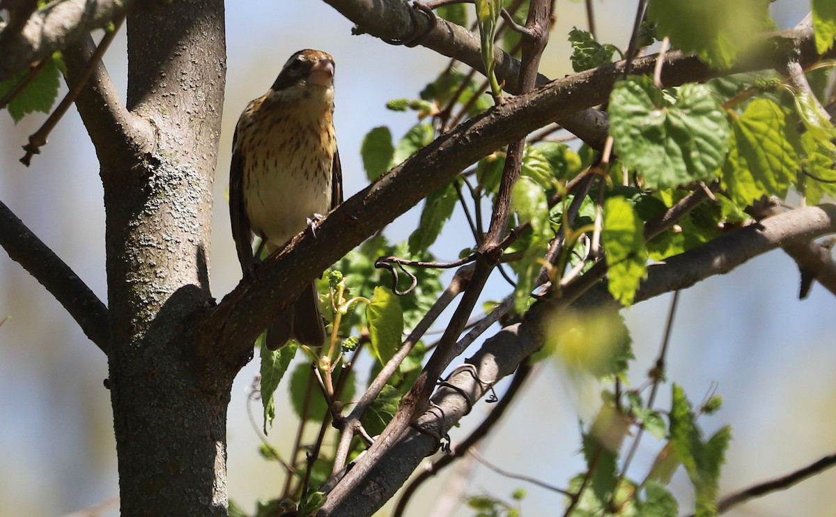 Rose-breasted Grosbeak - ML638337056