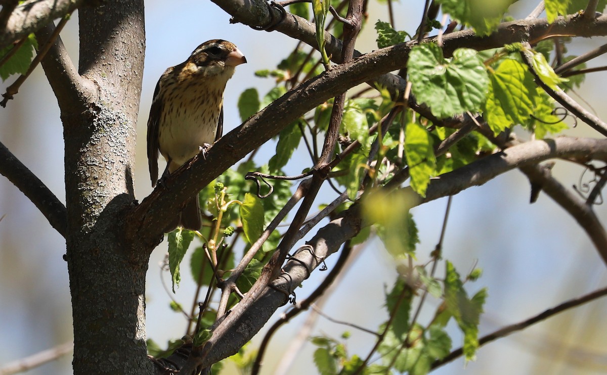 Rose-breasted Grosbeak - ML638337059