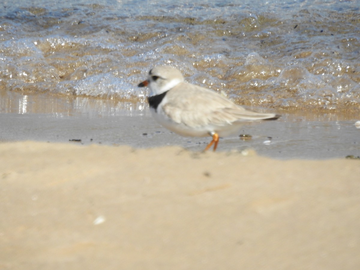 Piping Plover - ML638337067