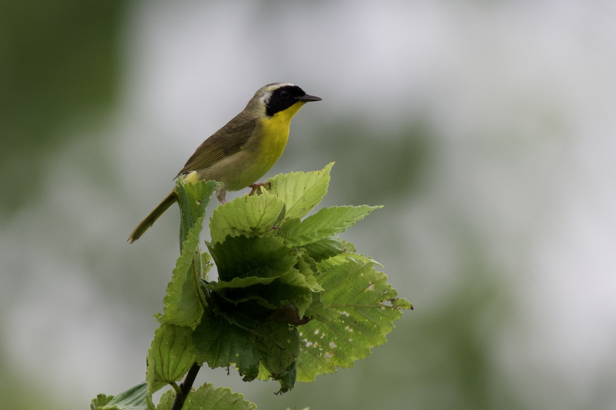 Common Yellowthroat - ML638337069