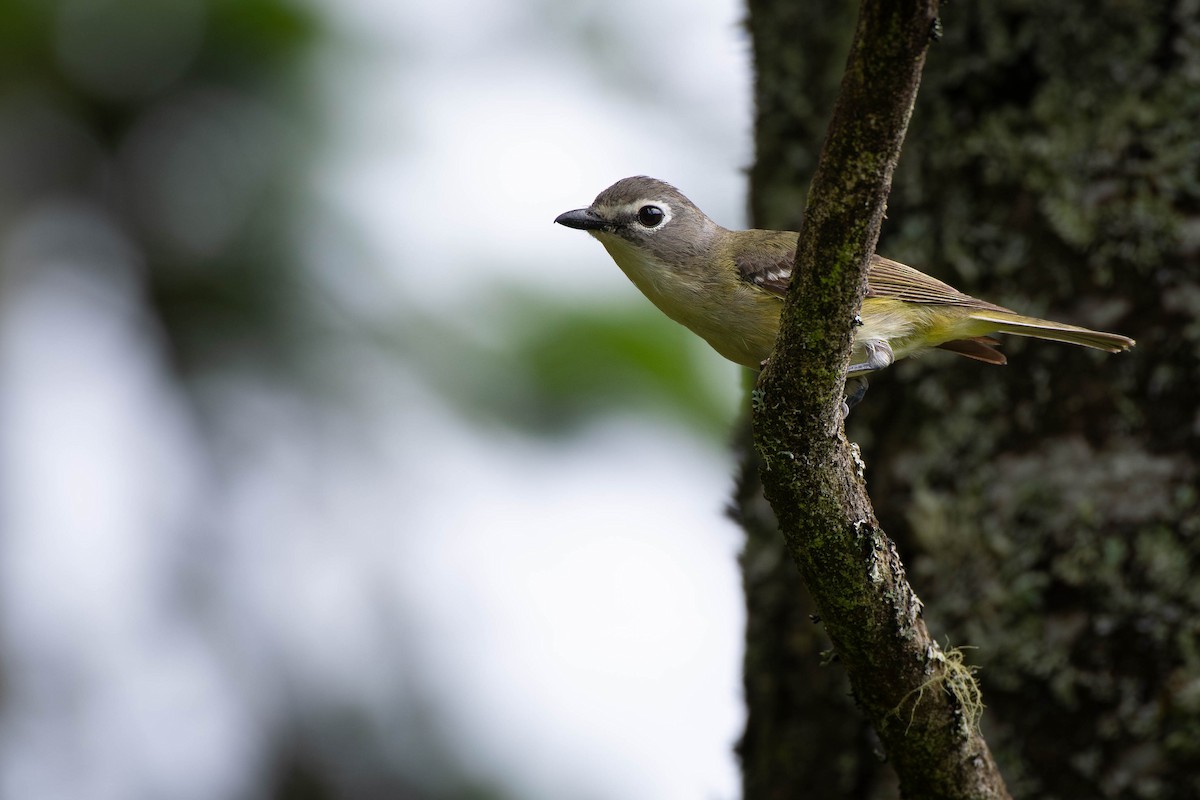 Blue-headed Vireo - ML638337077