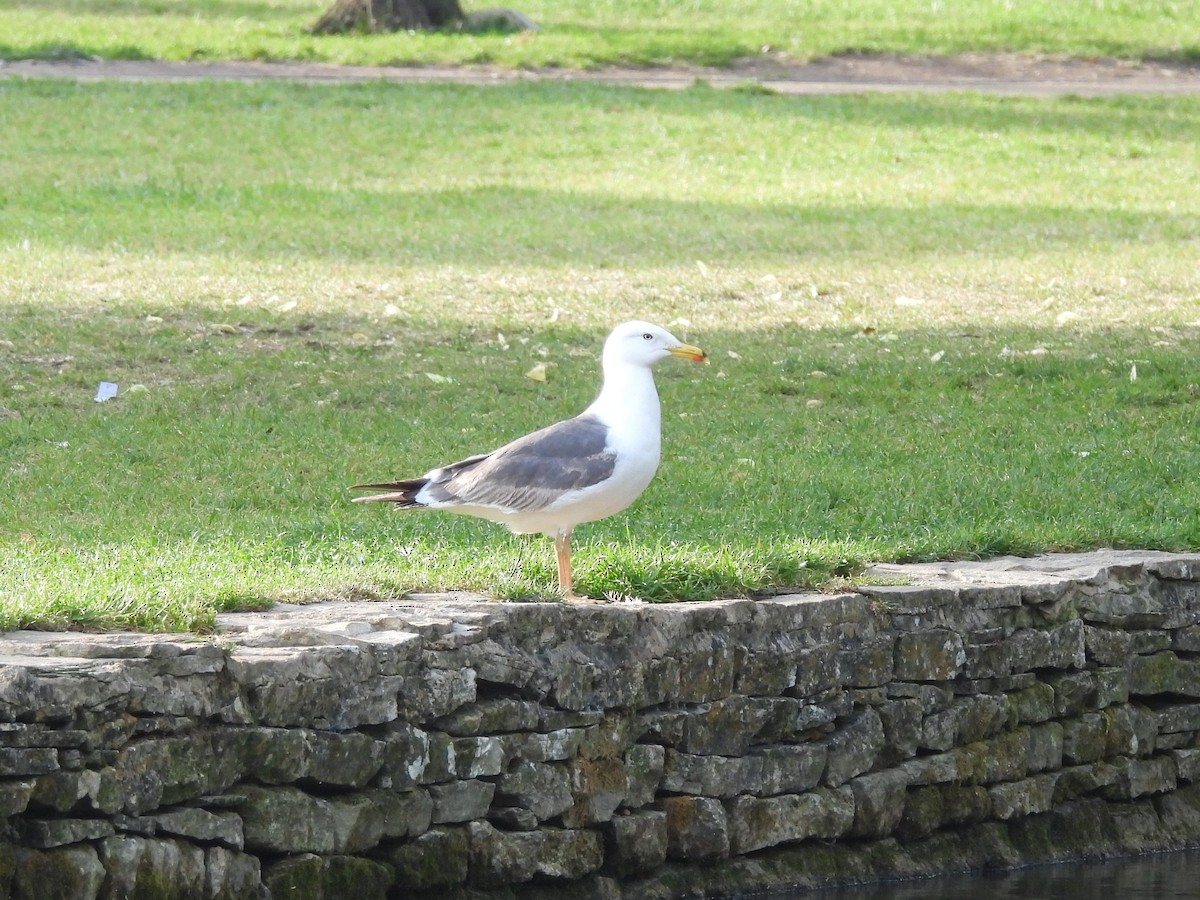 Gaviota Argéntea Europea - ML638337079