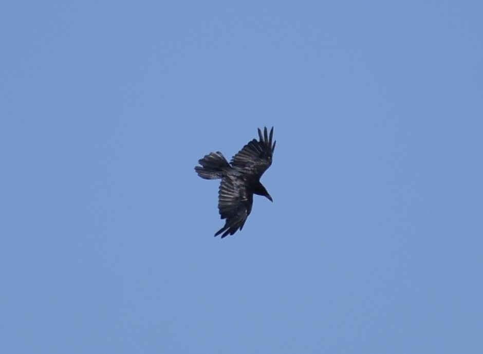 Common Raven - ML638337100