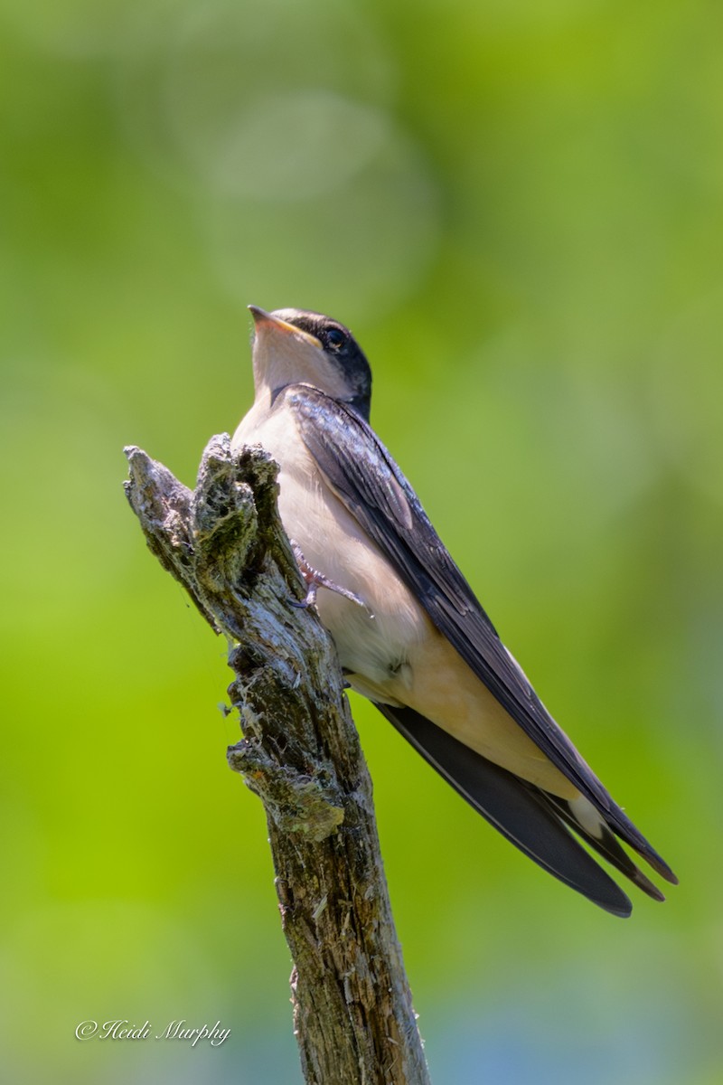 Barn Swallow - ML638337109
