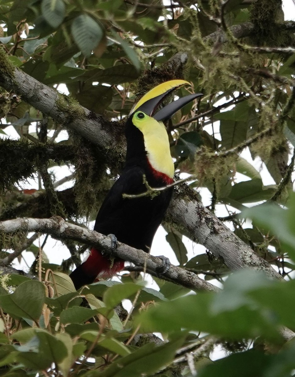 Choco Toucan - ML638337110