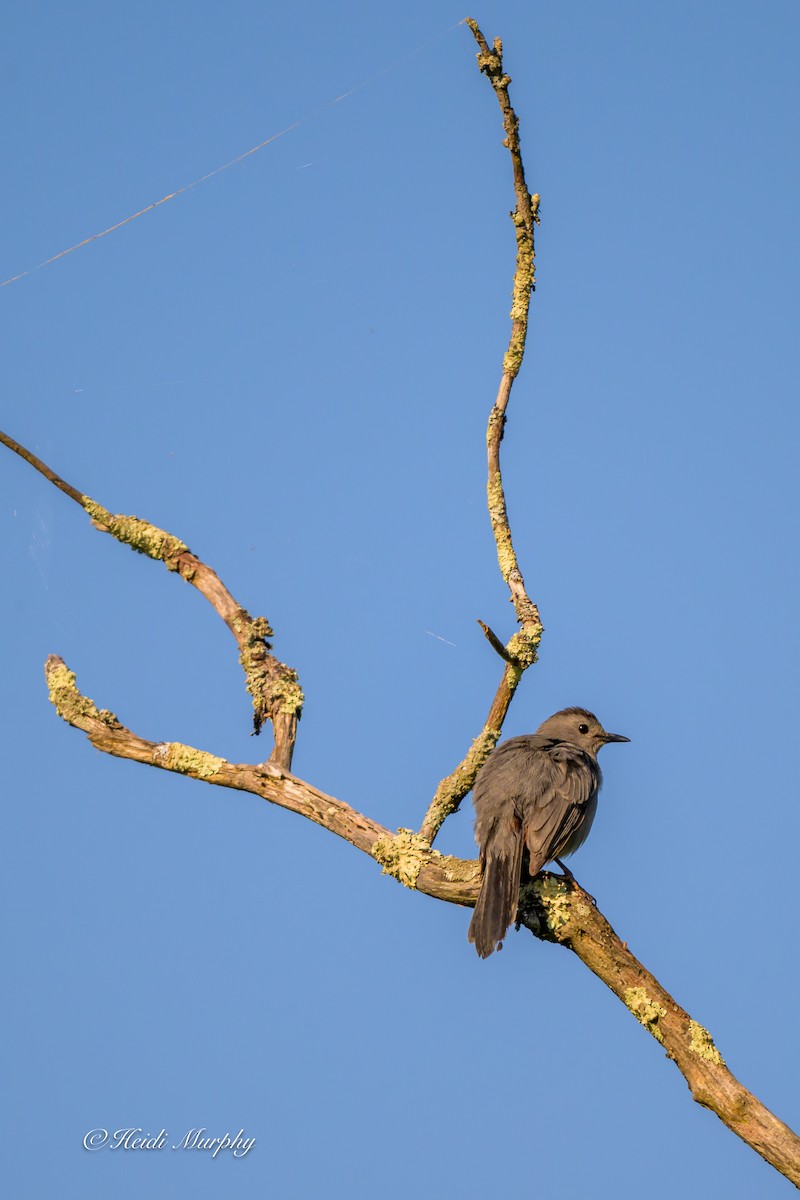 Katzenspottdrossel - ML638337130