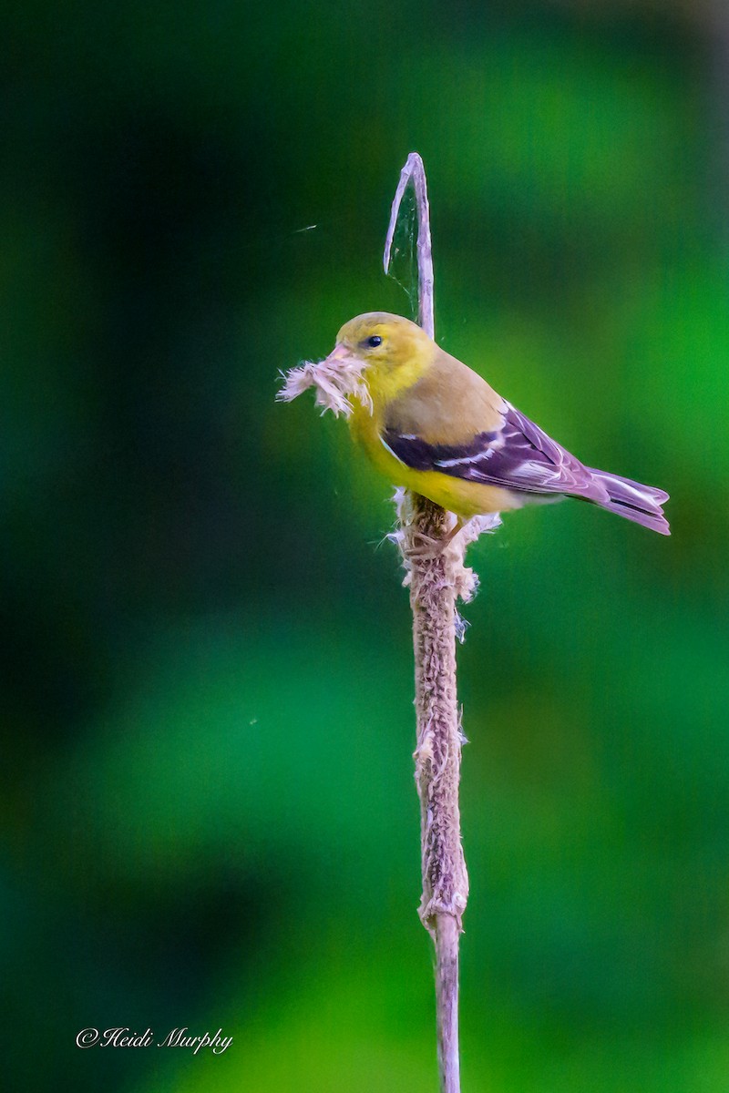 American Goldfinch - ML638337138