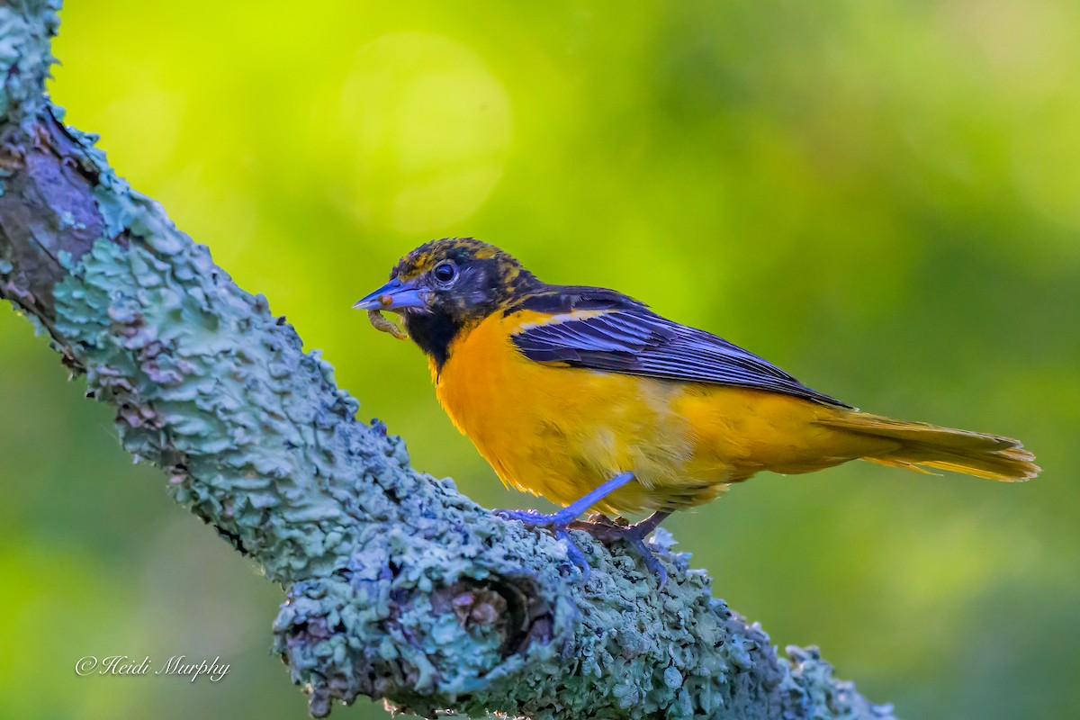 Baltimore Oriole - ML638337162