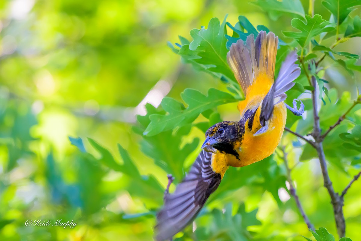 Baltimore Oriole - ML638337163