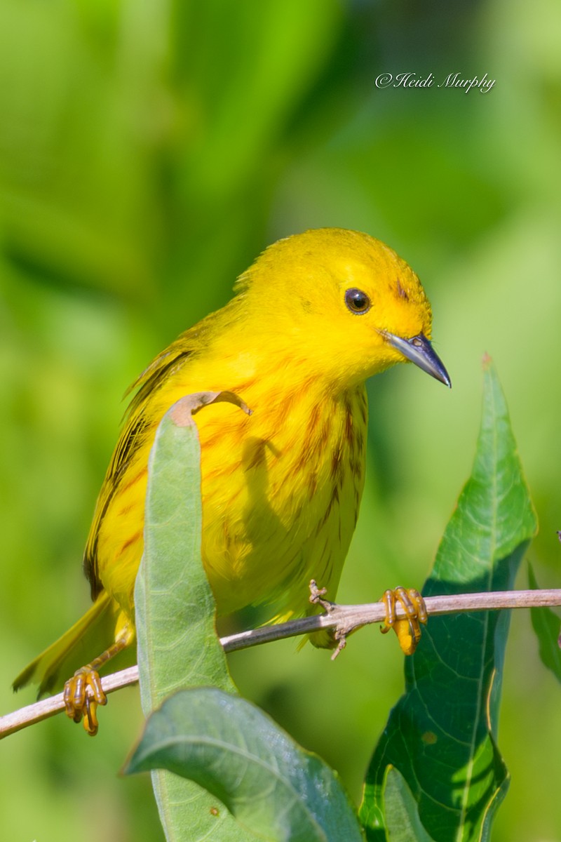 Yellow Warbler - ML638337178