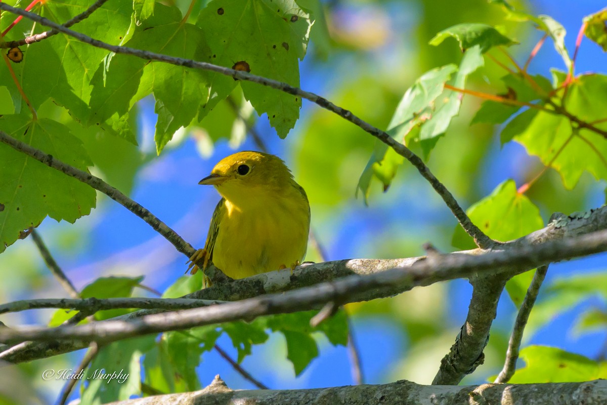 Yellow Warbler - ML638337187