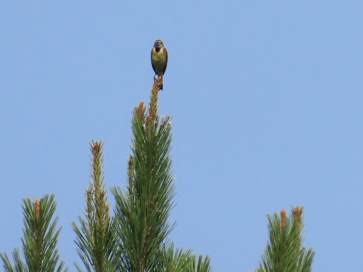 Dickcissel - ML638337188
