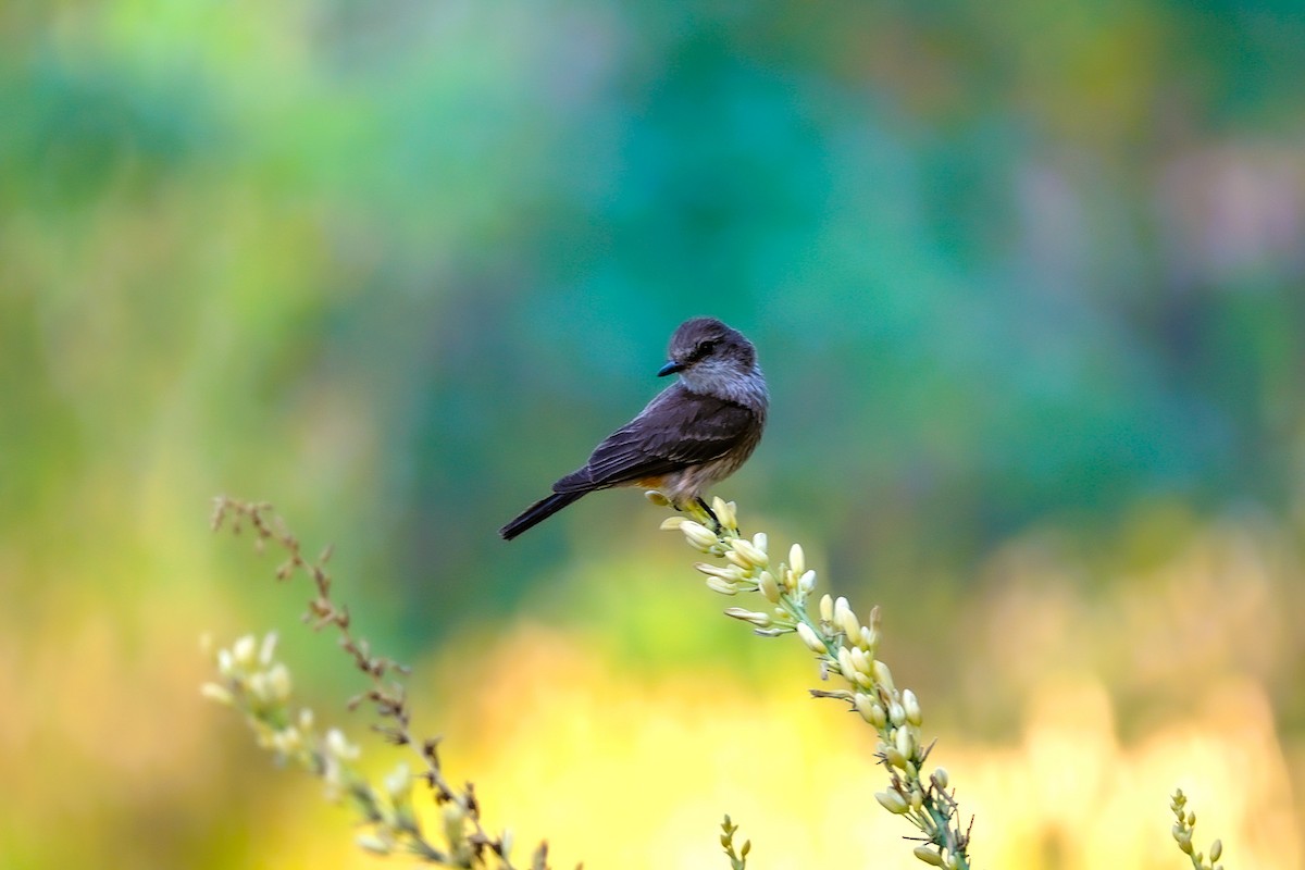Vermilion Flycatcher - ML638337191