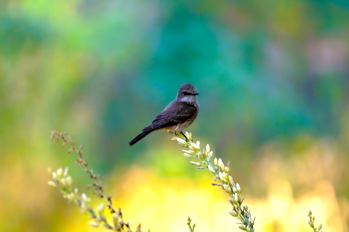 Vermilion Flycatcher - ML638337192