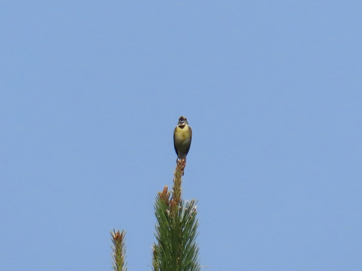 Dickcissel - ML638337208