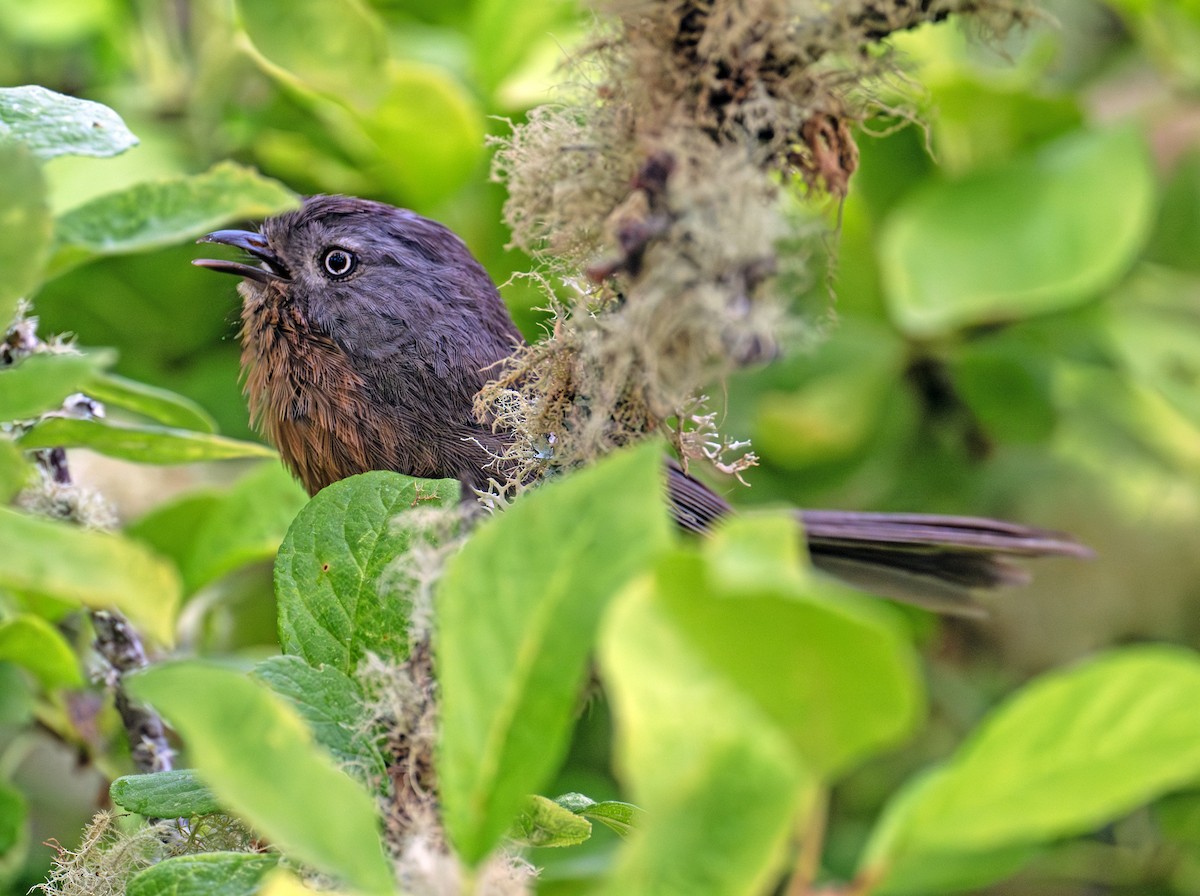 Wrentit - ML638337226