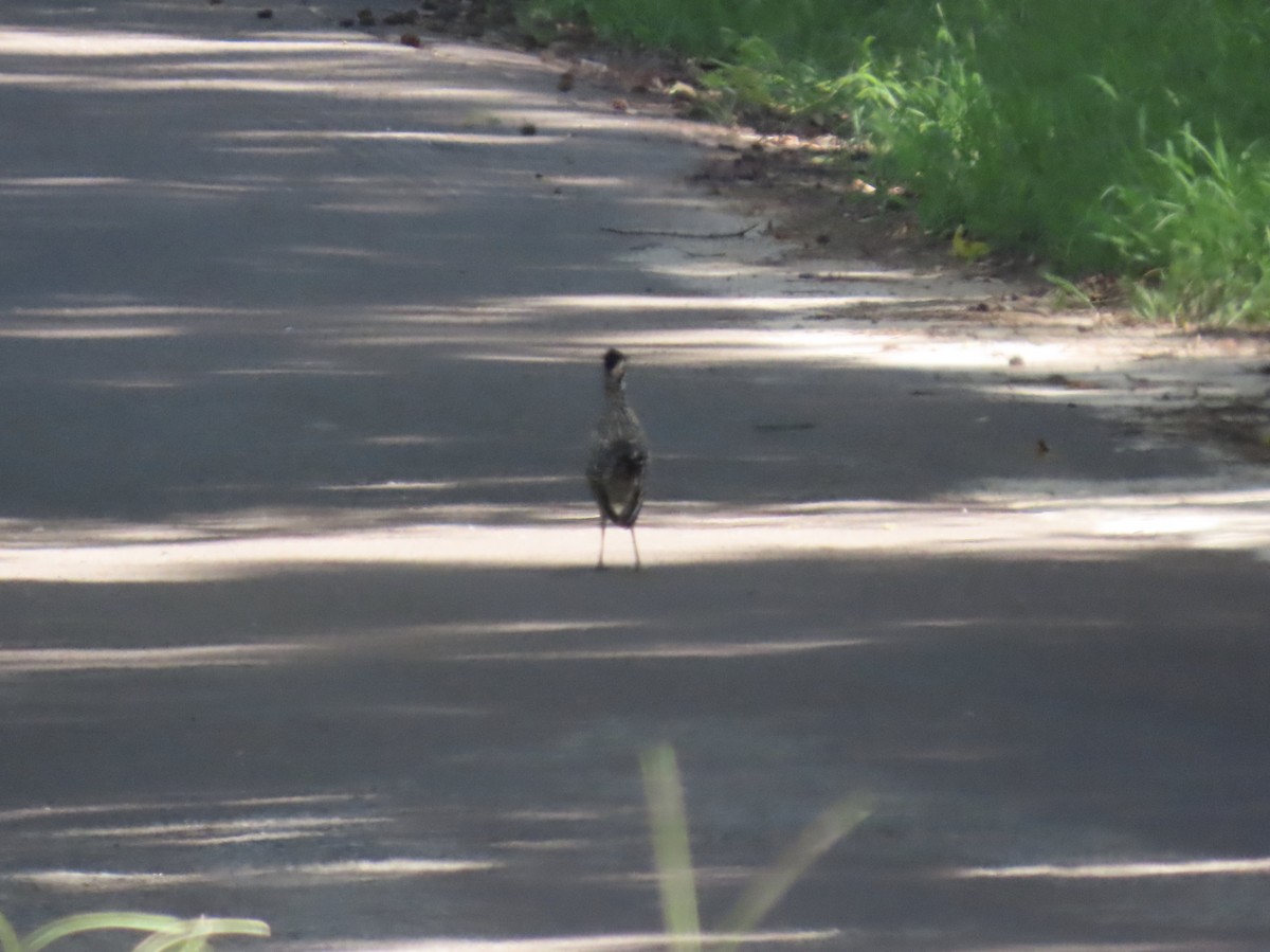 Greater Roadrunner - ML638337242
