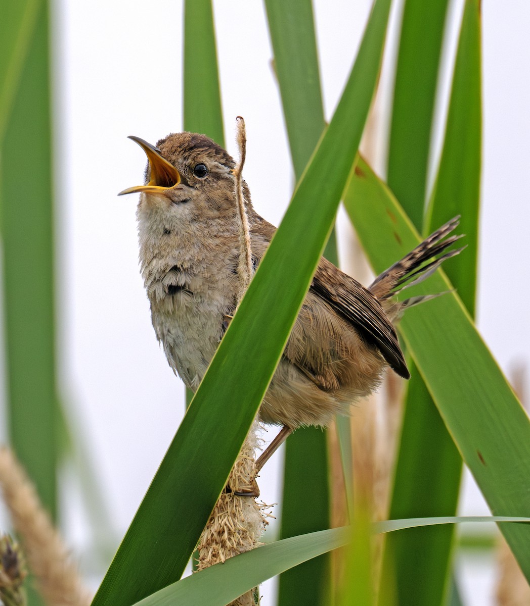 Marsh Wren - ML638337244