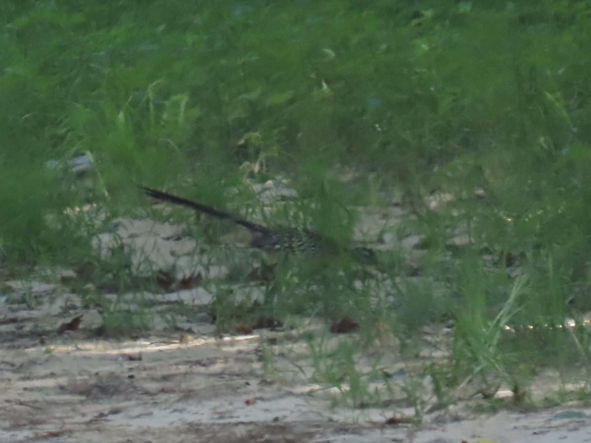 Greater Roadrunner - ML638337268