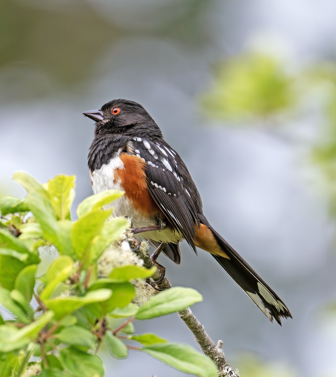 Spotted Towhee - ML638337270