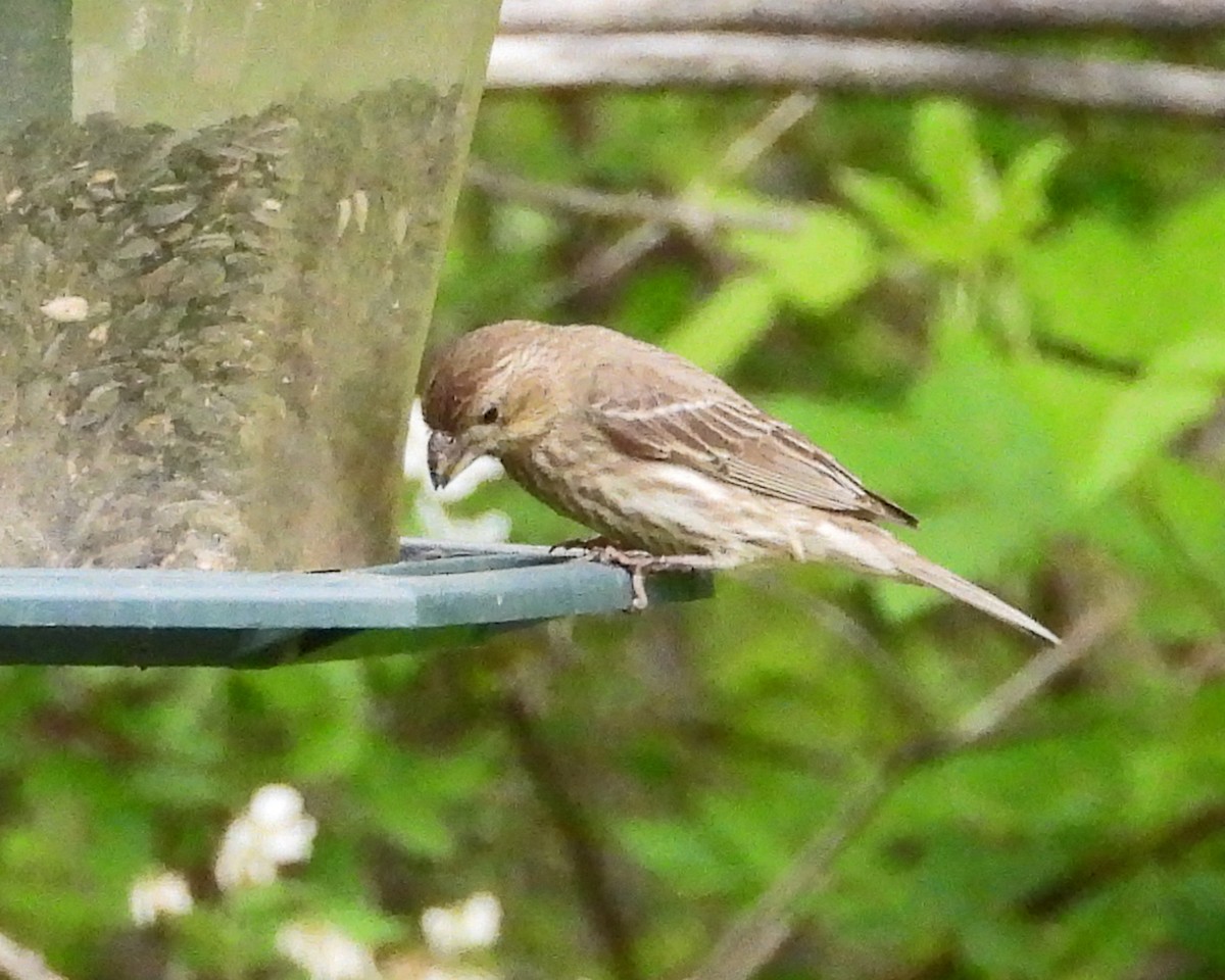 House Finch - ML638337280