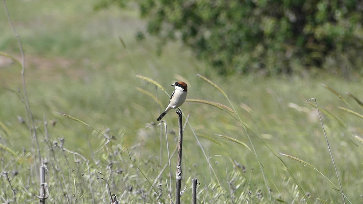 Woodchat Shrike - ML638337281