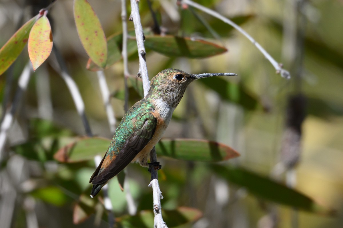 Allen's Hummingbird - ML638337285