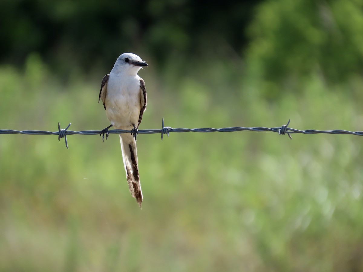 Scissor-tailed Flycatcher - ML638337289