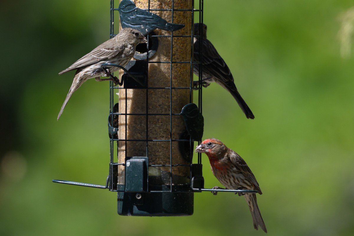 House Finch - ML638337296