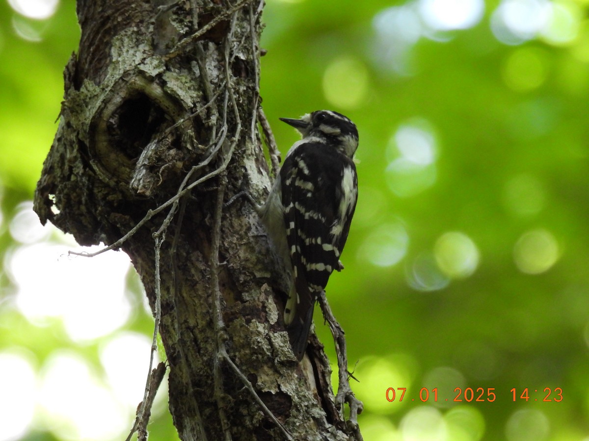 Downy Woodpecker - ML638337298