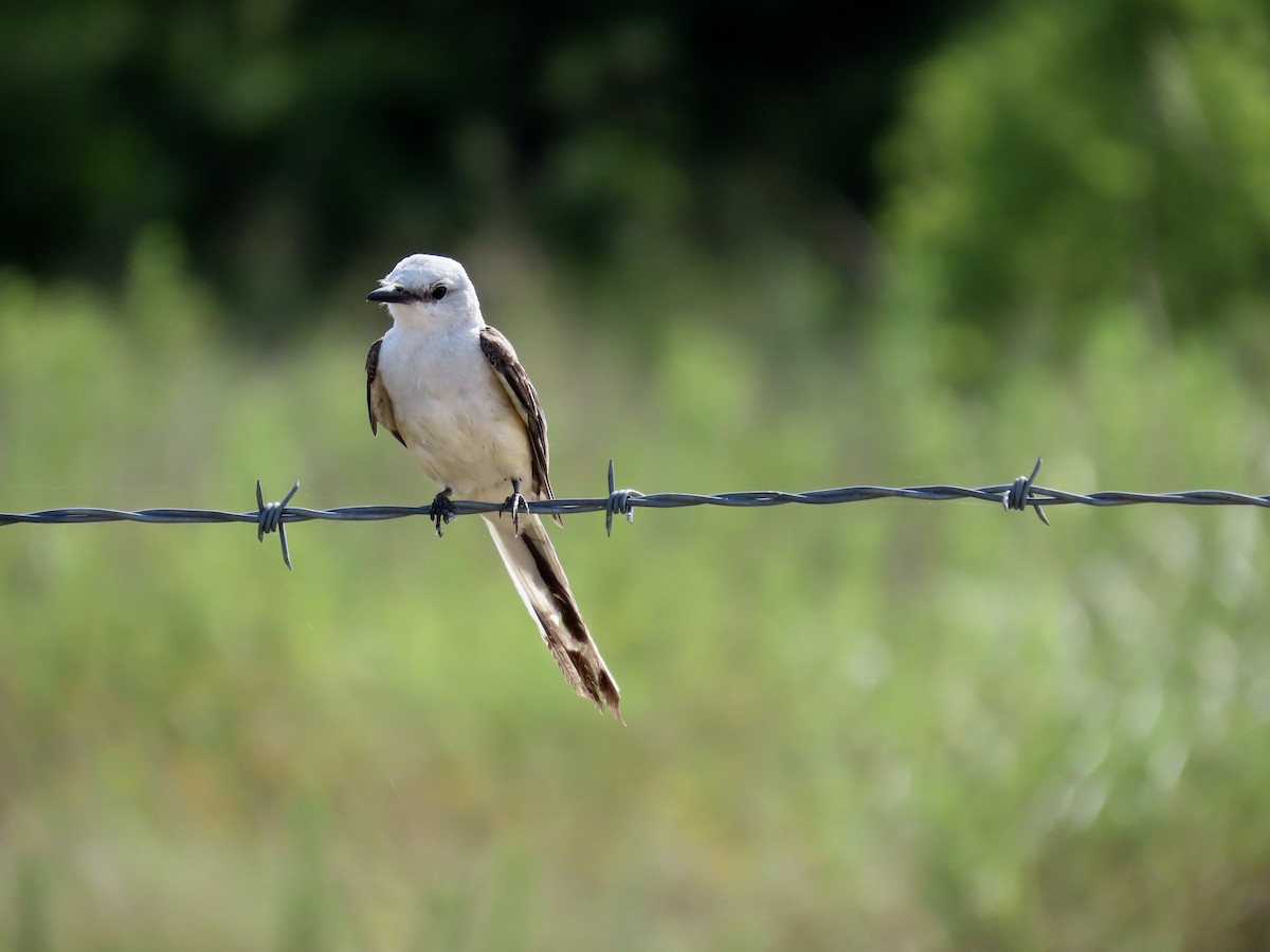 Scissor-tailed Flycatcher - ML638337304