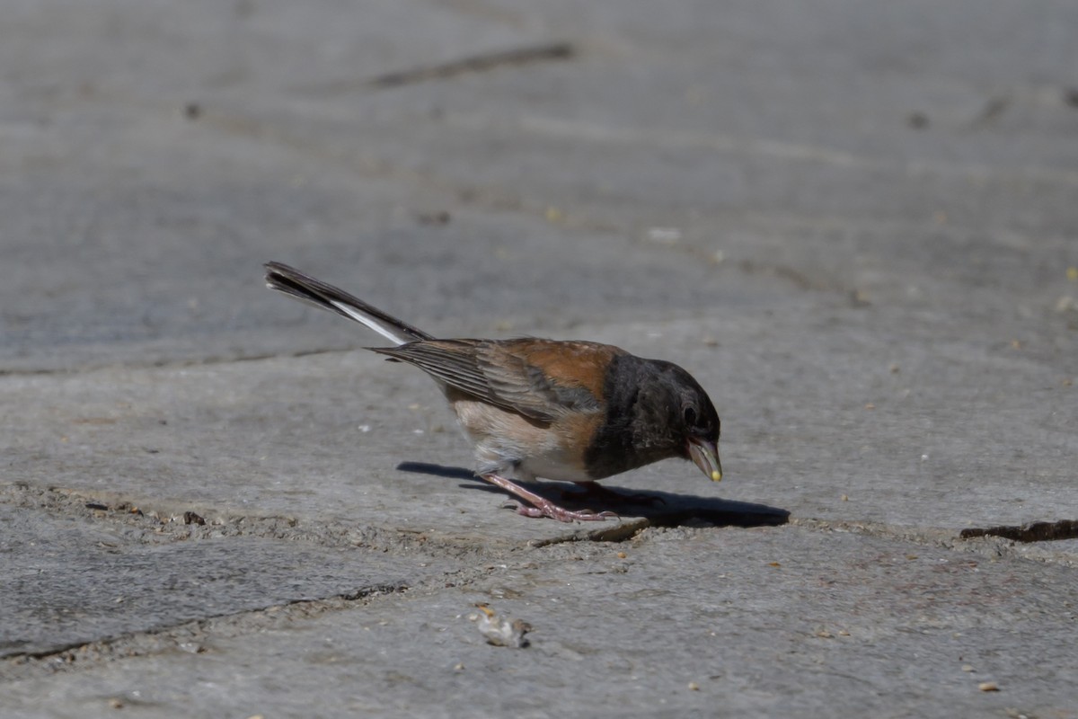 Dark-eyed Junco - ML638337315