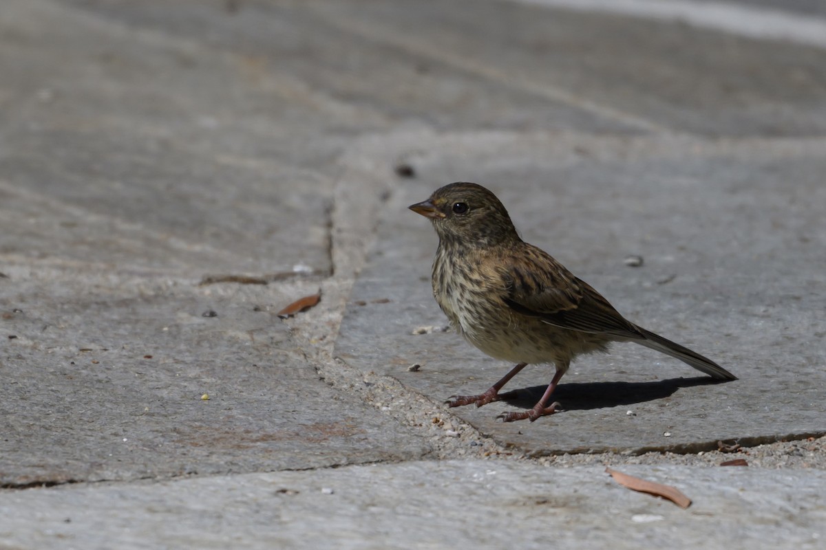 Dark-eyed Junco - ML638337316
