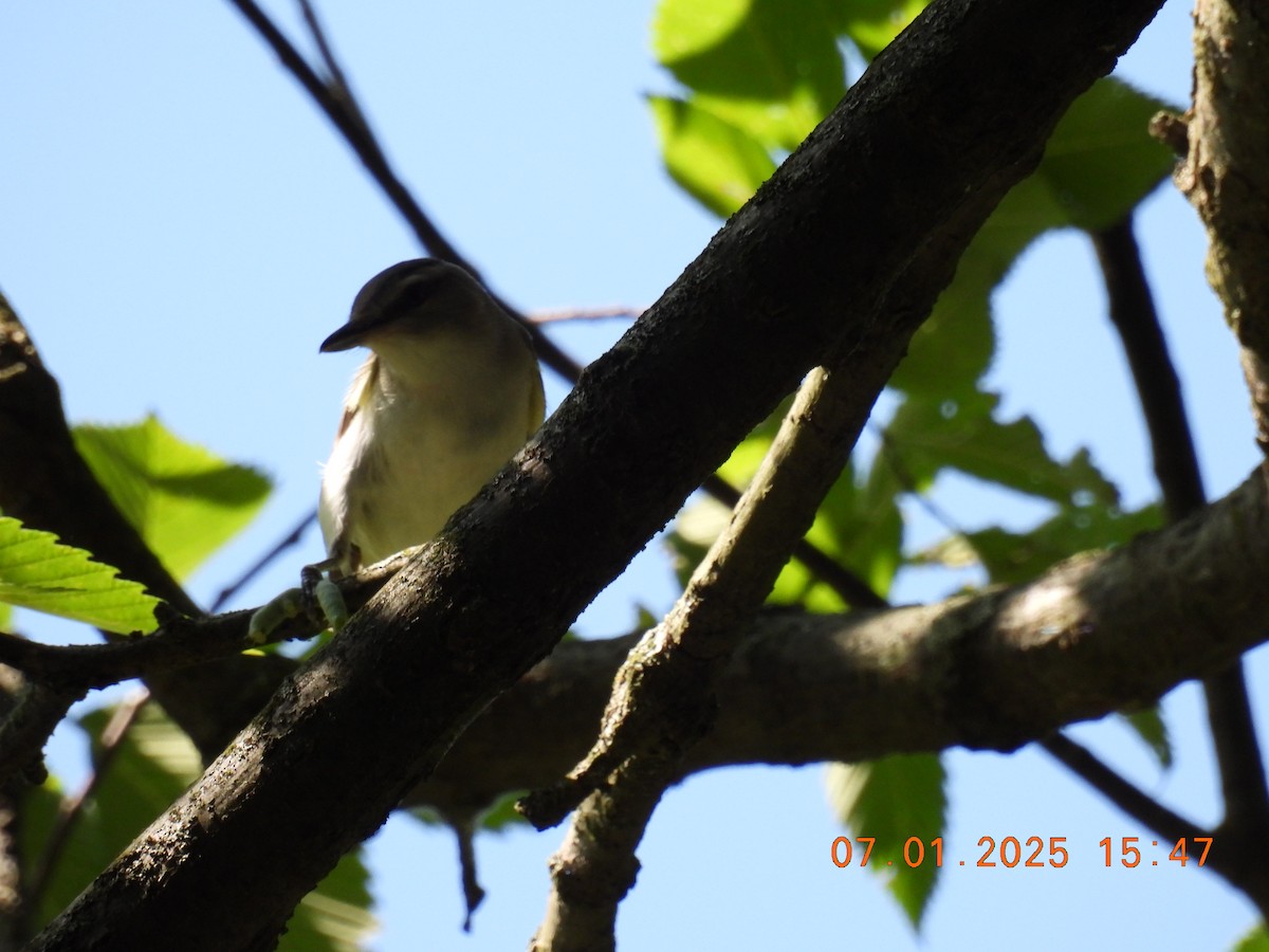 Vireo begigorria - ML638337317