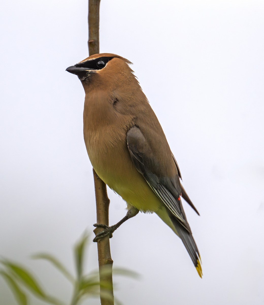 Cedar Waxwing - ML638337318