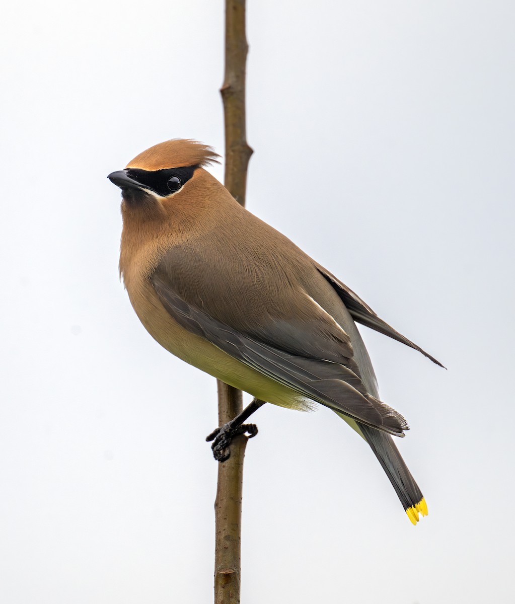Cedar Waxwing - ML638337319
