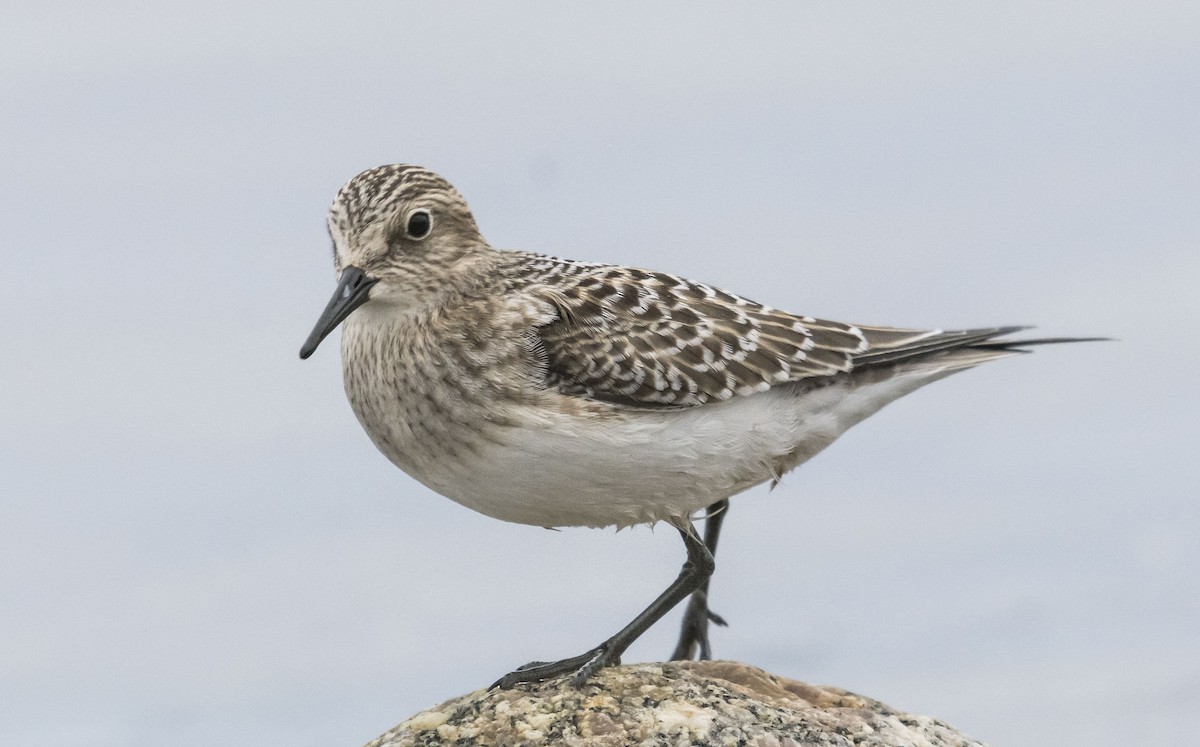 Baird's Sandpiper - ML638337324