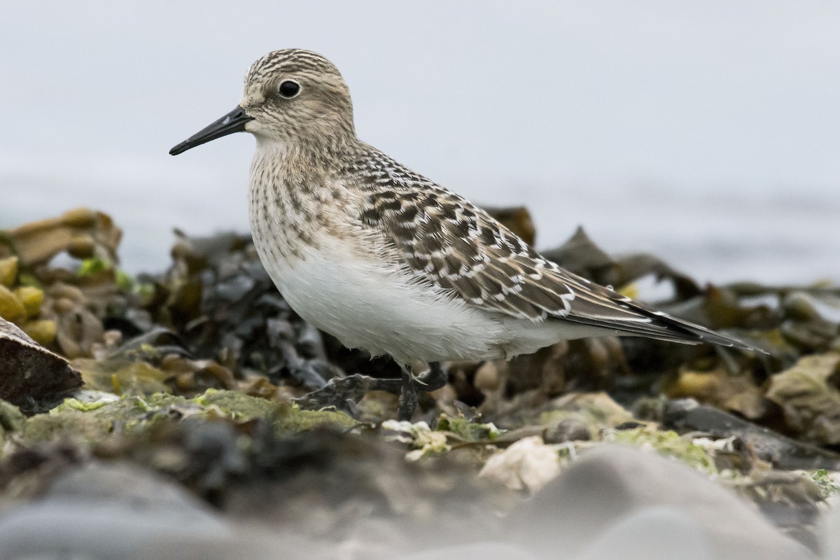 Baird's Sandpiper - ML638337325