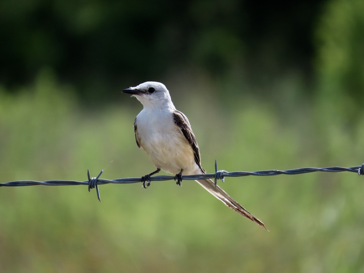 Scissor-tailed Flycatcher - ML638337332