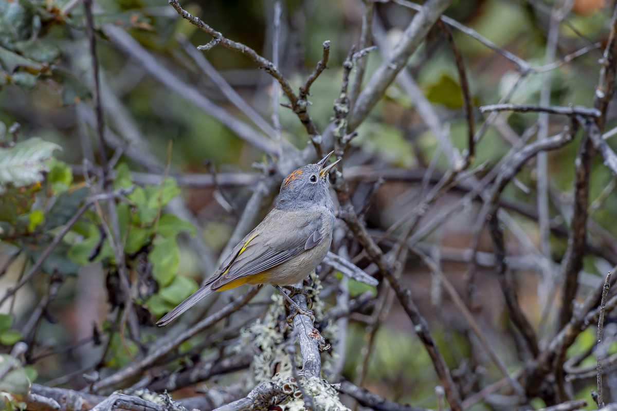 Colima Warbler - ML638337337