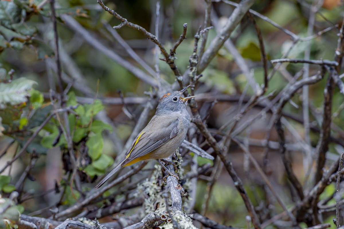 Colima Warbler - ML638337339