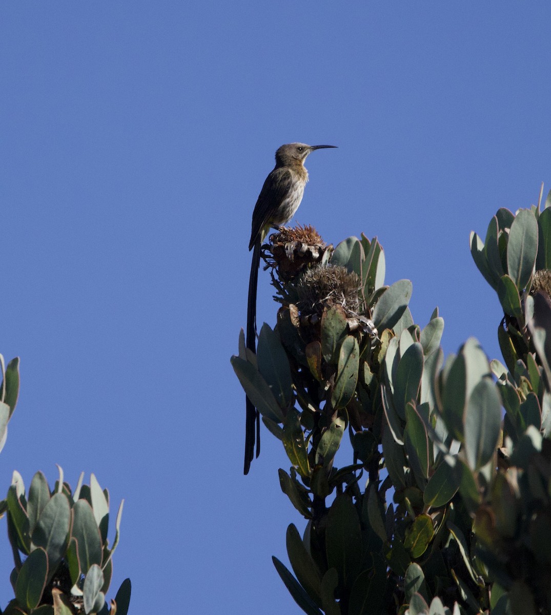 Cape Sugarbird - ML638337341