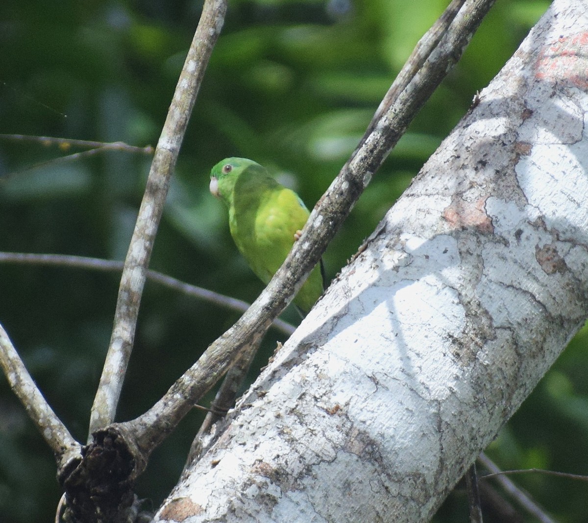 Riparian Parrotlet - ML638337354