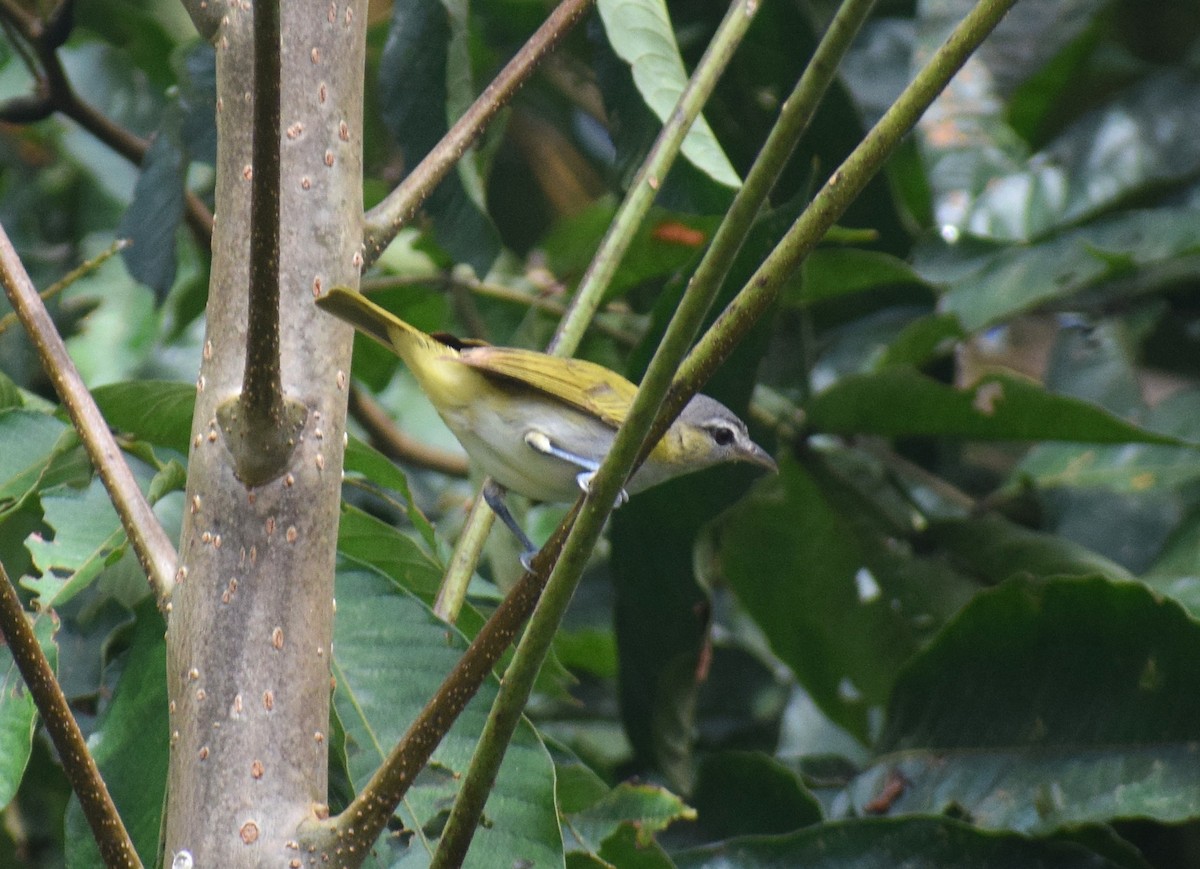 Chivi Vireo - ML638337355