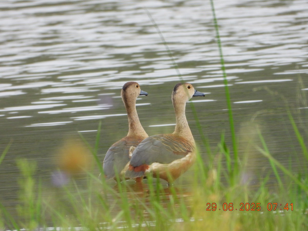 Lesser Whistling-Duck - ML638337363