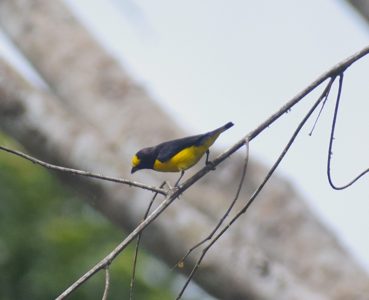 Purple-throated Euphonia - ML638337365