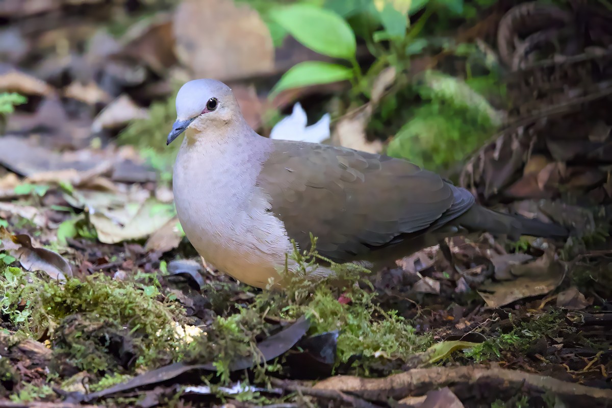 Gray-fronted Dove - ML638337377