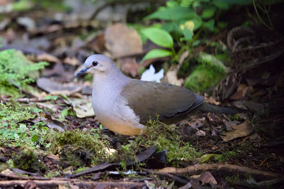 Gray-fronted Dove - ML638337378